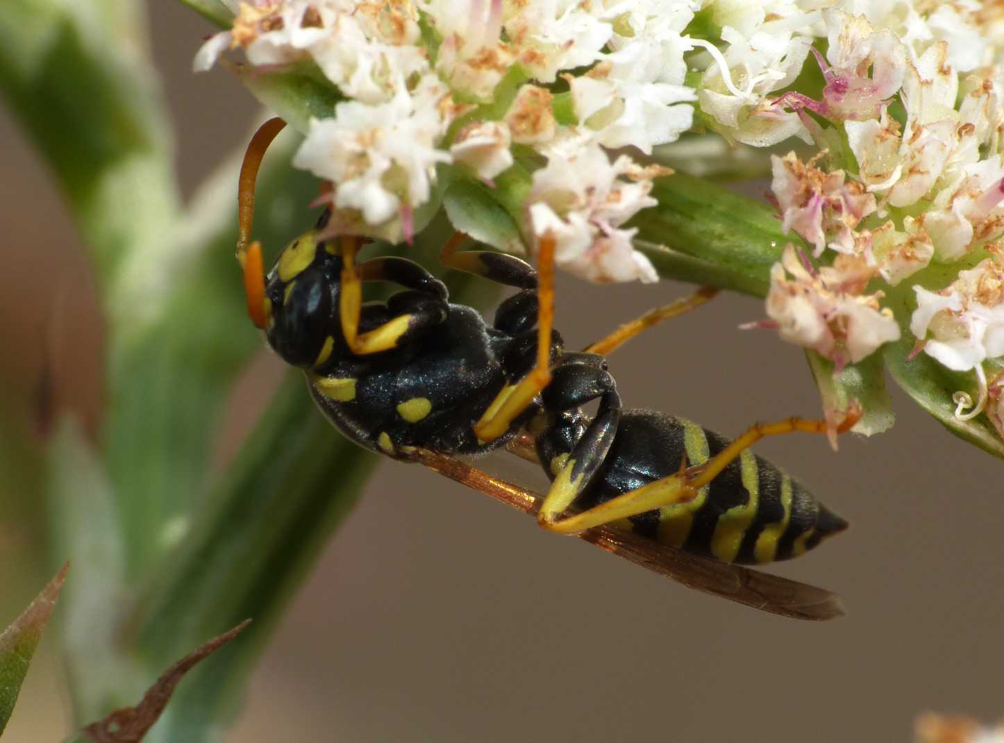 Polistes 